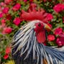 Iron Rooster Statue – Brooks – 28″